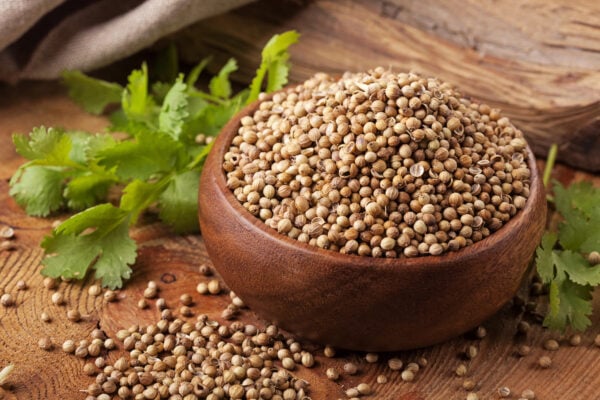 Coriander seeds in wooden bowl with fresh coriander leaves on rustic wooden table.